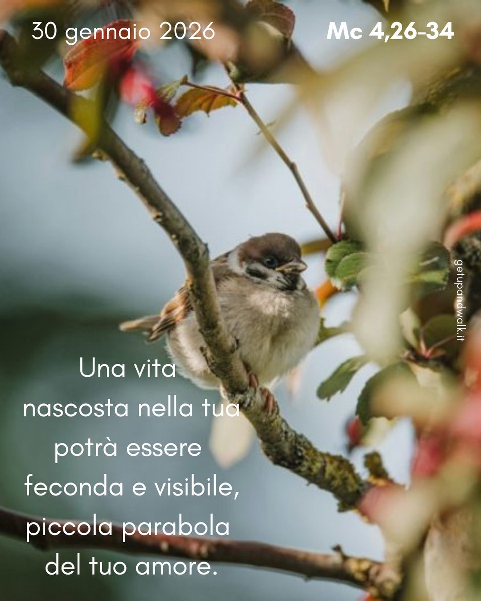 _getupandwalk_'s tweet image. Il piccolo #seme
ha doni e forza bastanti,
anche oggi,
per bucare la bruna prova
ed #esplodere discreta in tenera #vita.

getupandwalk.gesuiti.it/2026/01/30/par…