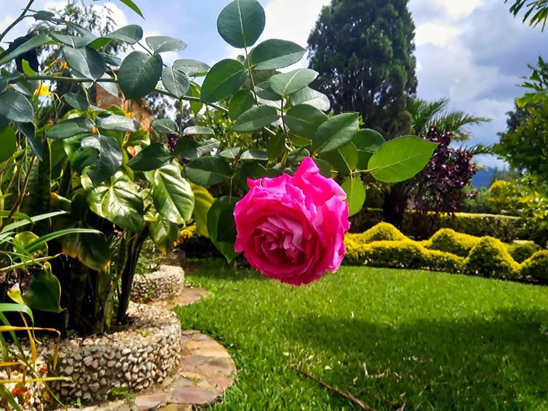 JustinNkumbarhi's tweet image. 🔵 #RDC #Tourisme : Kashusha (territoire de Kabare, Sud-Kivu) est une localité verdoyante située près de #Bukavu et de l’aéroport de #Kavumu. 

Connue pour son calme et son climat agréable, elle séduit par le jardin aménagé par l’ingénieur agronome Bigi Kashusha, fruit de 14 ans