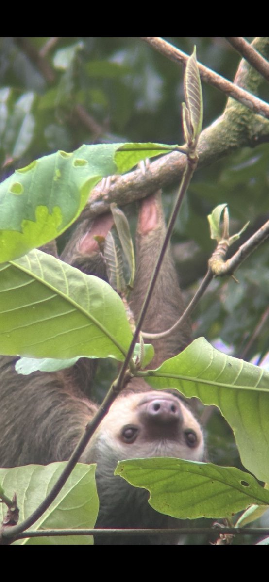 Helen Lambirth tweet media