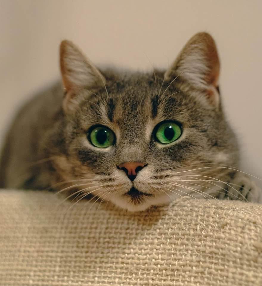 frantulipe's tweet image. 