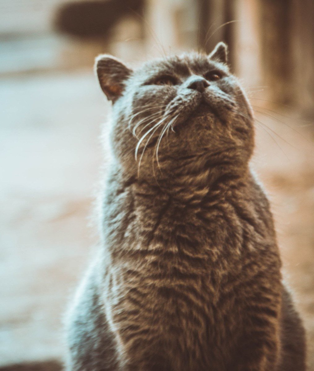 Катерина Галич tweet media