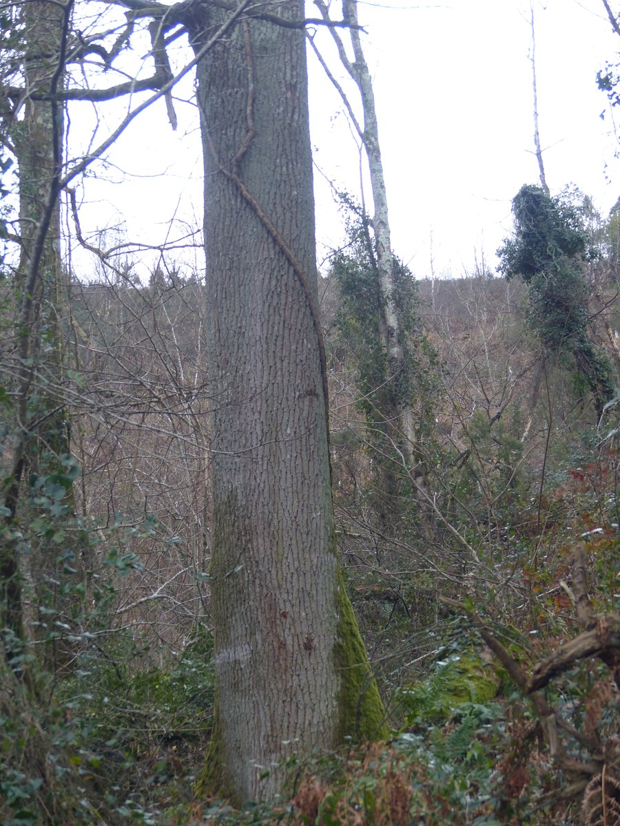 Basoa_F's tweet image. Noiz behinka aurkitzen ditugu ... kalitate goreneko enborrak dituzten #haritz hau bezalako erraldoiak (90 zm-ko diametroa).
De vez en cuando encontramos ... gigantes como este #roble con troncos de calidad superior (diámetro de 90 cm).