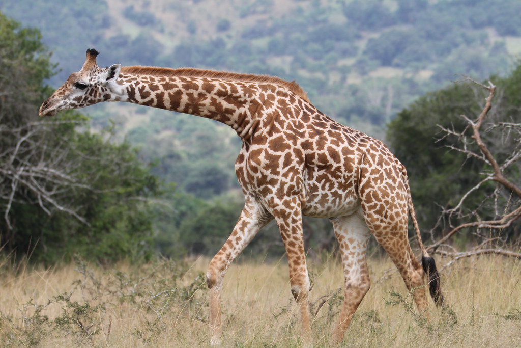 Mantis Akagera Game Lodge tweet media