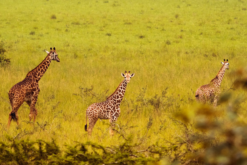 Mantis Akagera Game Lodge tweet media