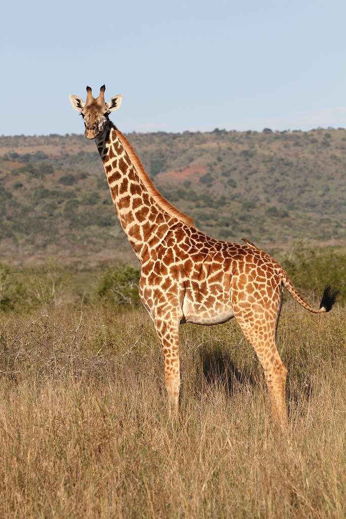 Mantis Akagera Game Lodge tweet media