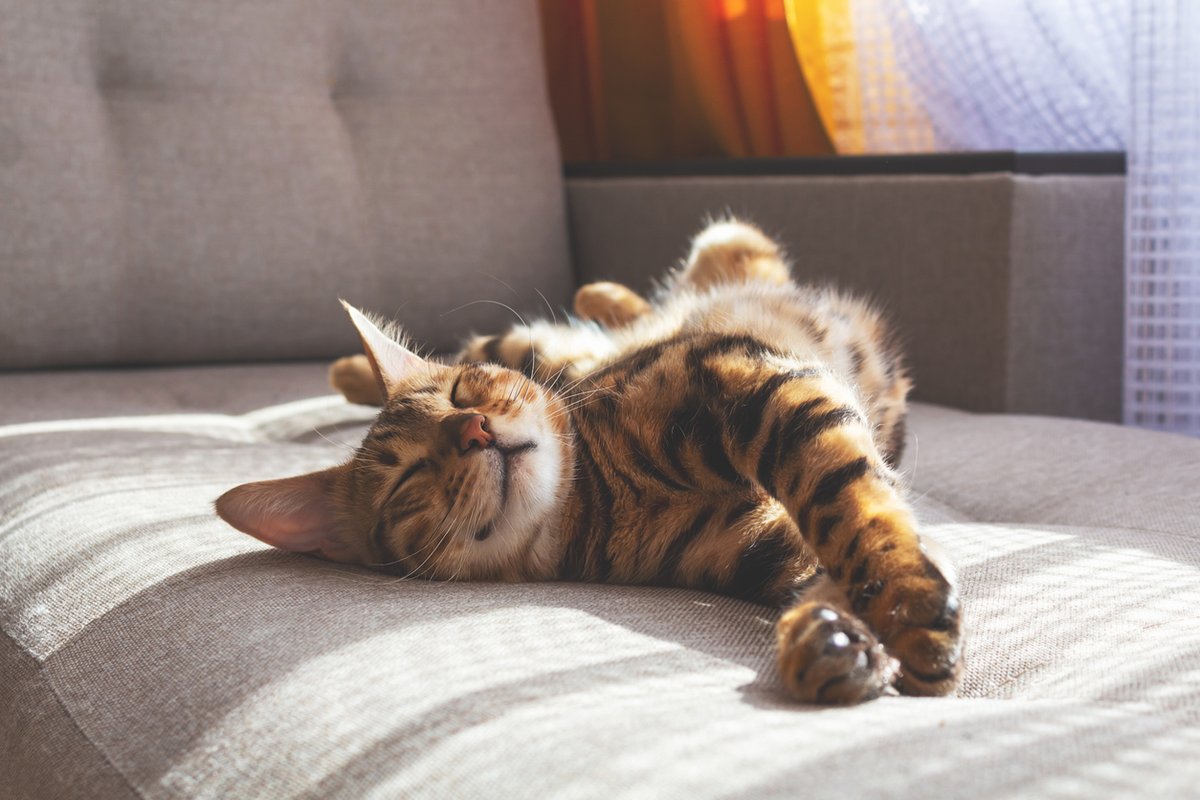 bvnauk's tweet photo. The feline charity 'Cats Protection' bring out a fantastic report on the human aspect of cat ownership &amp; how it affects feline behaviour, wellbeing &amp; welfare. Haven't checked it out yet? Find out more on the January thread of the BVNA Behaviour Hub here; https://t.co/MfA8yePWnv https://t.co/SsvVeh7uBg