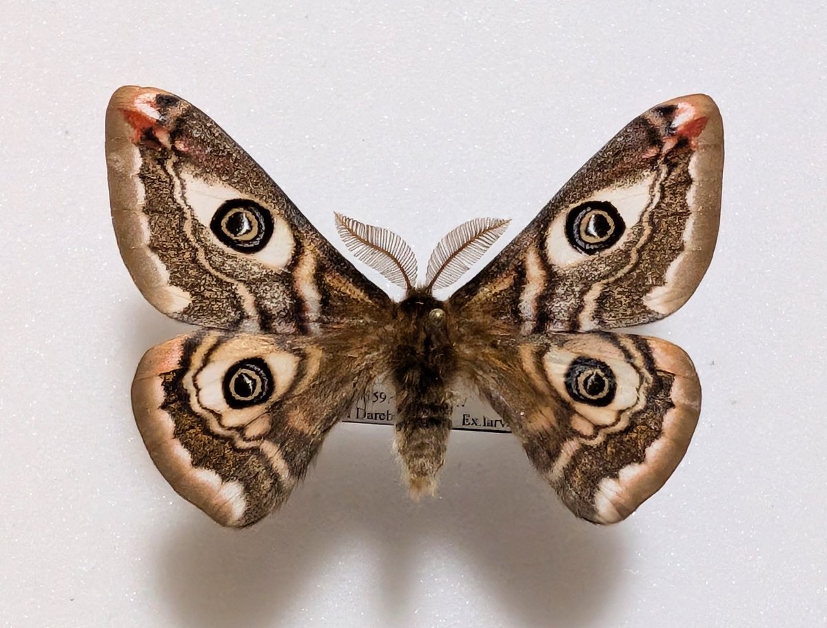 M0 (@mom0mom0mom0m00) / Posts / X