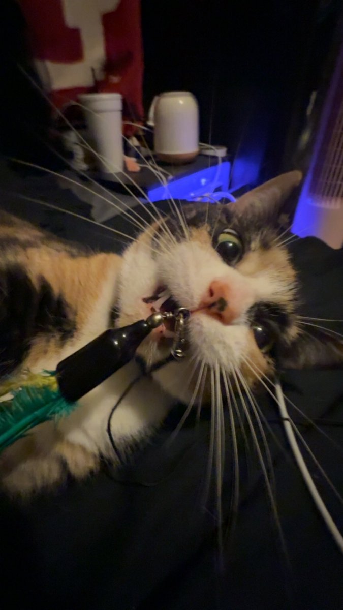 ghostplumxo's tweet photo. i love my cat https://t.co/PaDNwaxyLl
