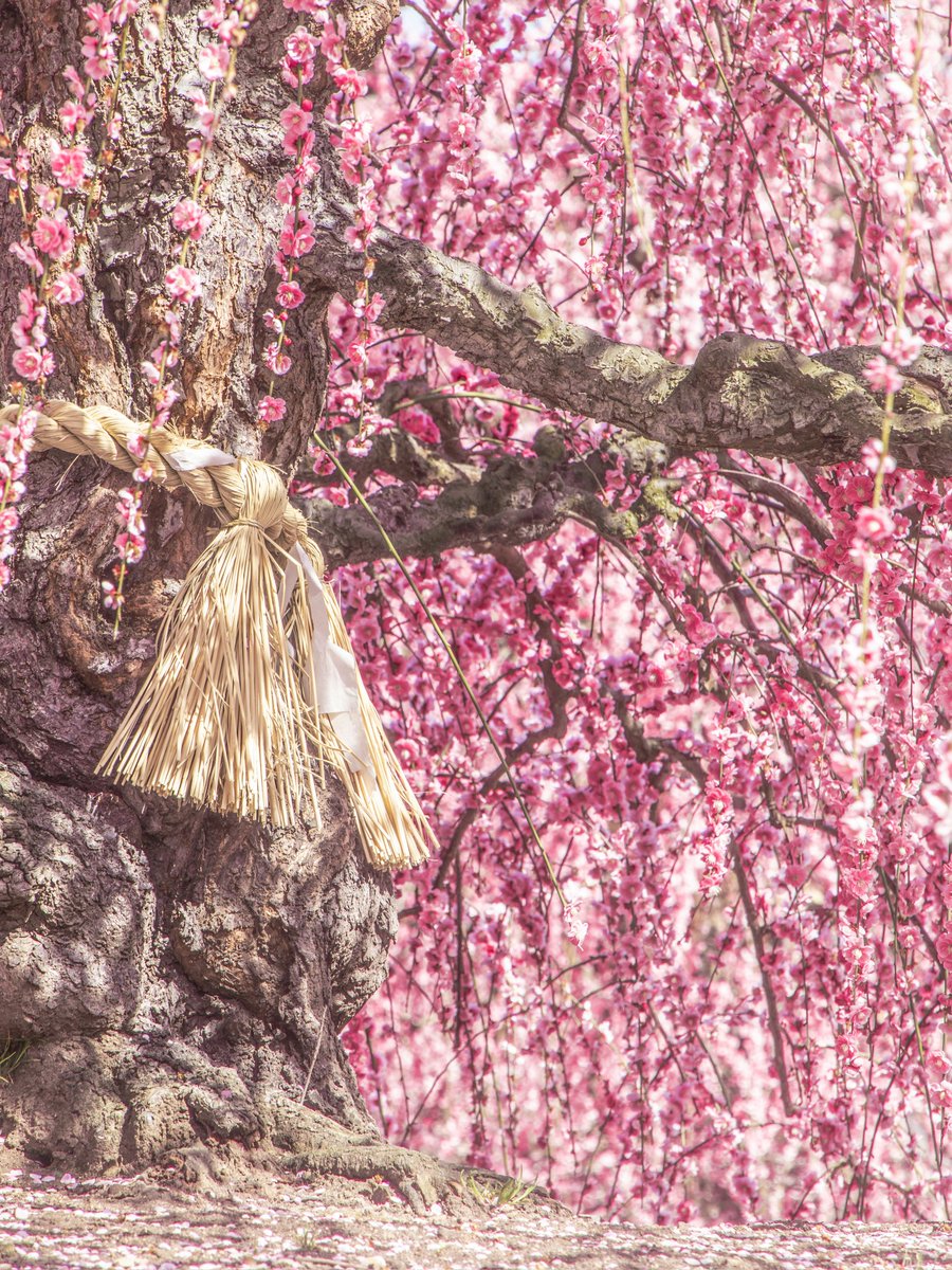 薄紅の花衣を纏った、御神木の艶姿。