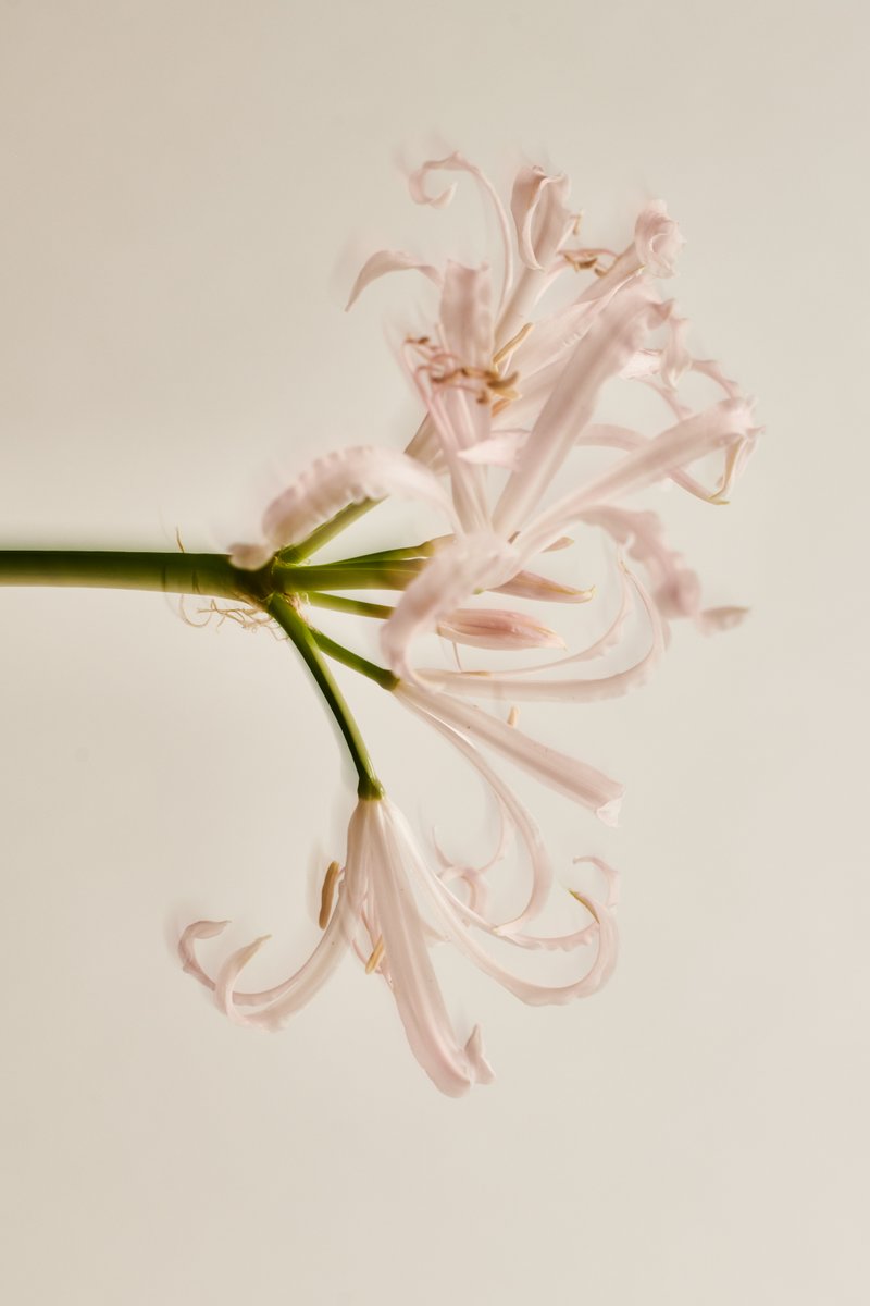 Bloom where you are planted.

#wellicious #bloomandgrow #naturalliving