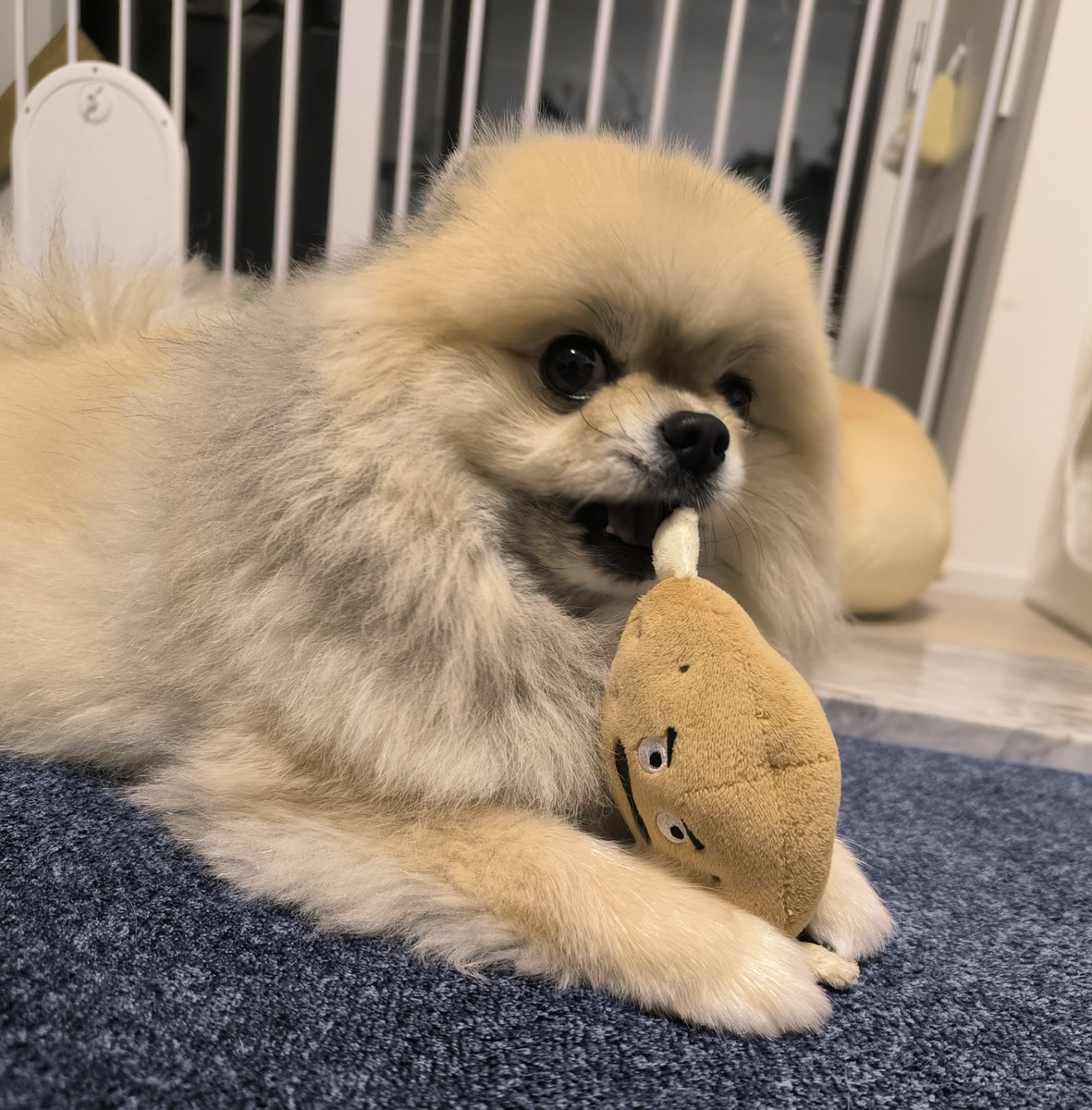 ちくわ(ぽめ) (@chikuwa_pome222) / Posts / X