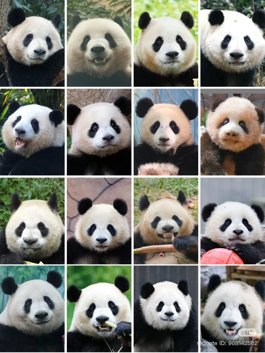 มัมหมีรู้จักน้องกี่ตัวค้าบ เราก็จำไม่ได้หมด ได้ประมาณครึ่งเดียวเอง🥺