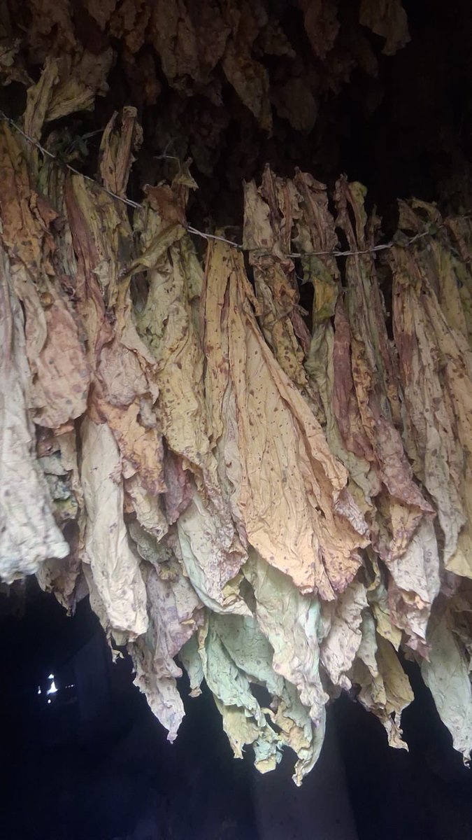 freshgate farm tweet media