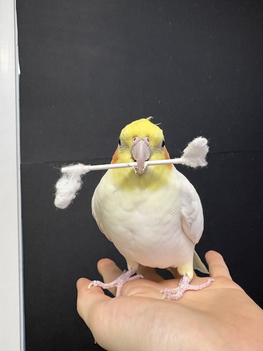 너덜너덜 면봉의 시체