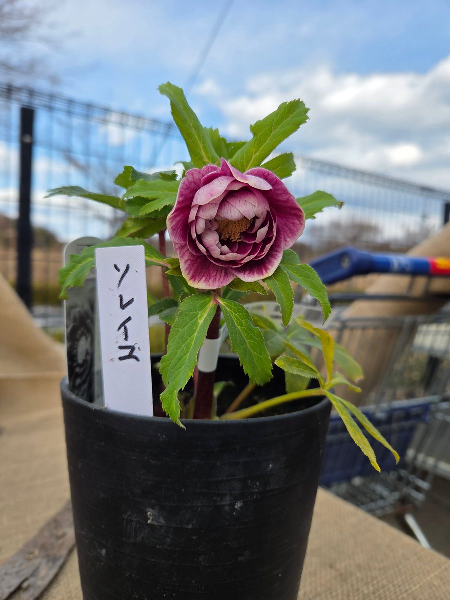 ガーデンセンターひたちなか店】 ✨クリスマスローズ入荷情報✨ #曽田