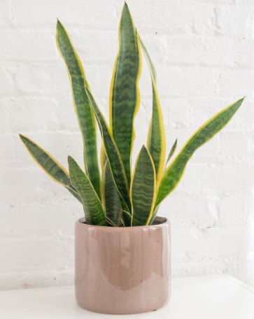 MasterNumber's tweet image. Invest in nature that works while you rest
Get yourself a Snake Plant for real air purification even NASA backs it
And add an Aloe Vera ancient medicine in leaf form
It cleans your space
It heals your body
It upgrades your field
Don’t just decorate your room
Build your temple