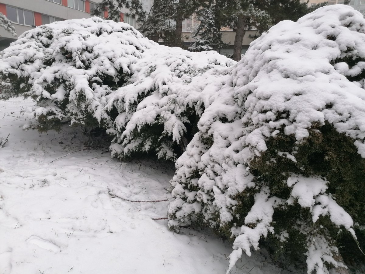 Good morning everyone 👋! 
It's snowing again... Winter is still here. Be careful on the road, it's slippery again... 🙄