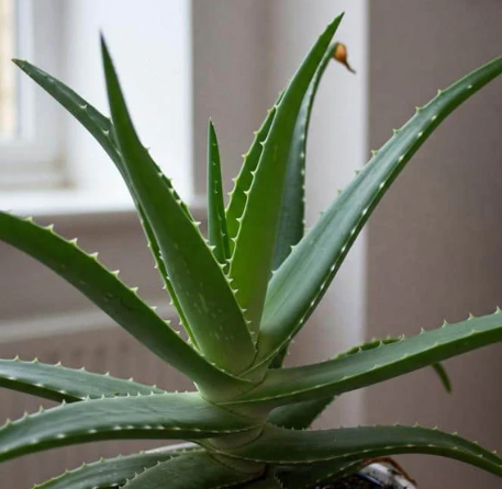 MasterNumber's tweet image. Invest in nature that works while you rest
Get yourself a Snake Plant for real air purification even NASA backs it
And add an Aloe Vera ancient medicine in leaf form
It cleans your space
It heals your body
It upgrades your field
Don’t just decorate your room
Build your temple