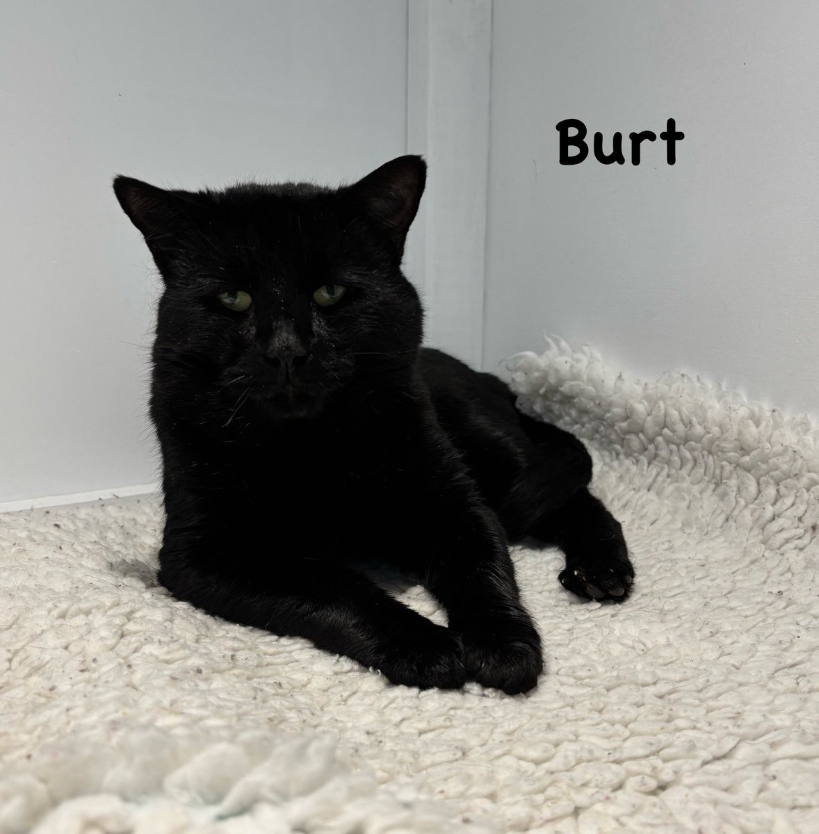 shelternews's tweet image. Meet our lovely Burt, a gentle giant 🖤
A long term stray, all he wants is a warm safe home with a comfy chair for naps.
Could that be with you?
#adoptdontshop #friyay