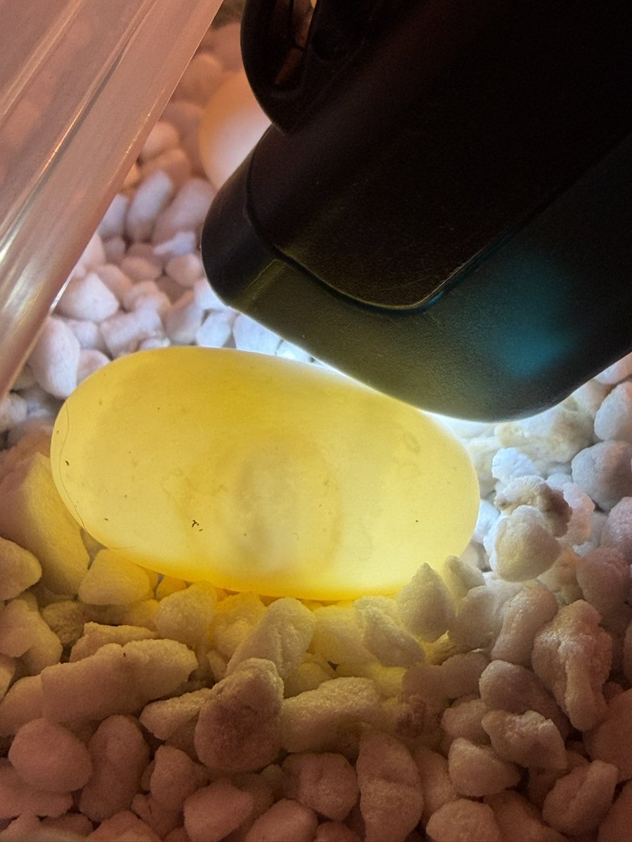 順調に胚の発達が見受けられる時
ホッとします☺️