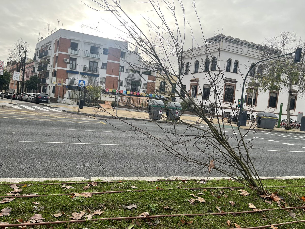 Amparo Graciani tweet media