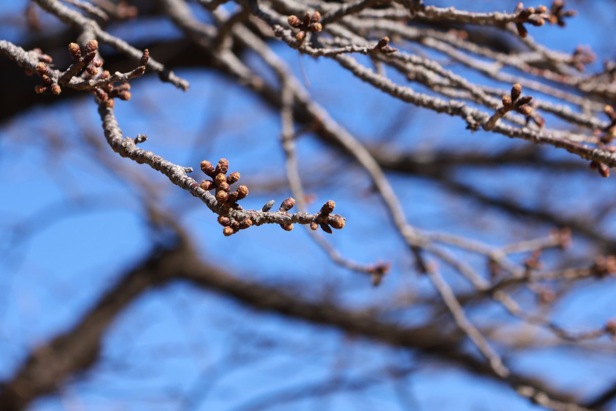 島田市【公式】 tweet media