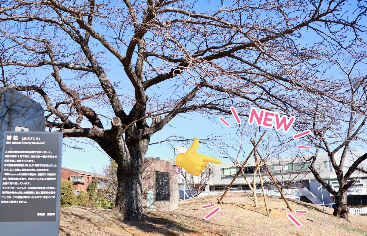 島田市【公式】 tweet media