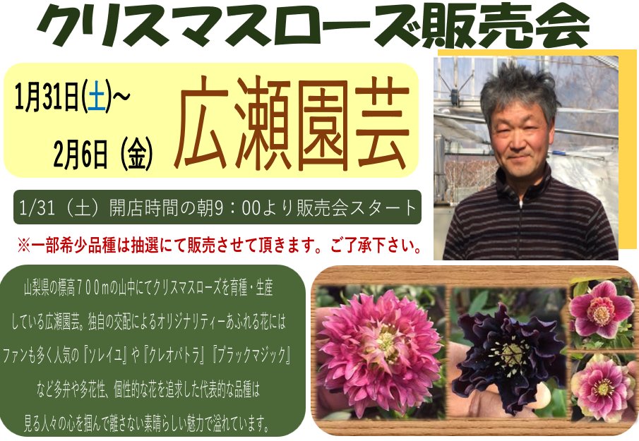 ガーデンセンター新田店】 ❁クリスマスローズ情報❁ 1月31日(土)～2月