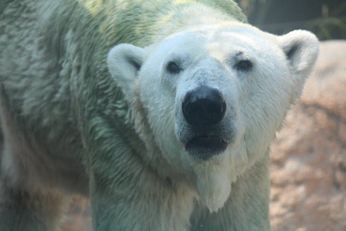 チャッピーをもう一枚アップしよう。
若いのに貫禄があるクマだなと思って見ていました笑。　　
氷プレゼントや七夕イベントでは盛り上げ役だったね。