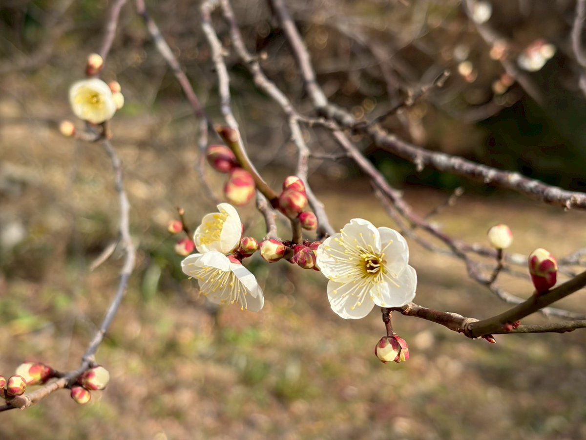 今日は、#ラジオで女子旅 のロケで九度山ぶらぶらしてきました✨