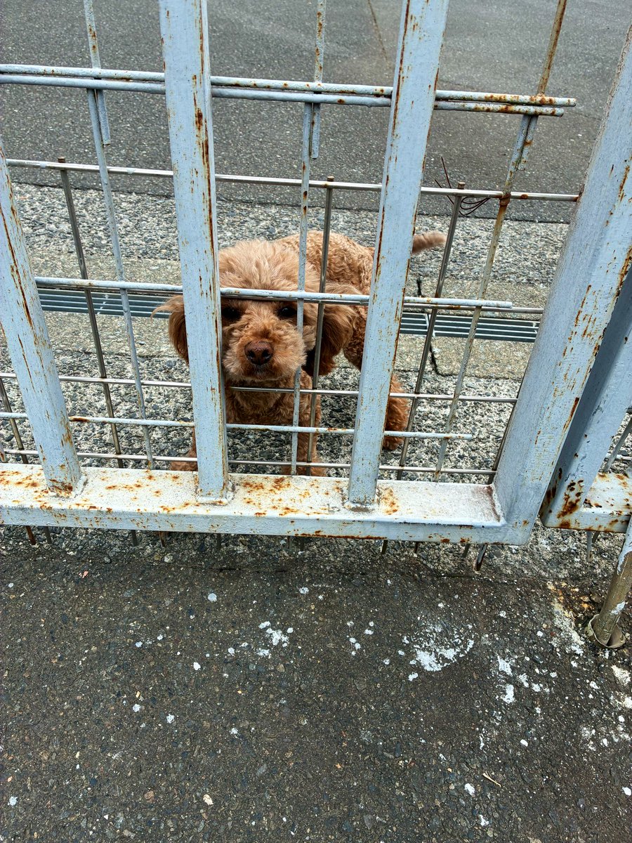 届いた◎
超がんばる🏃💨💨

たまに見かけてよってくるイッヌ、トリミングしてた🐕🐕

#いわきサンシャインマラソン