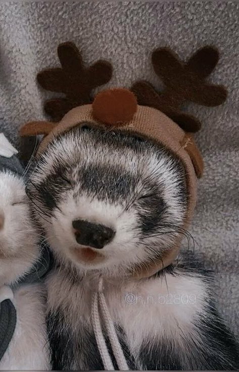 강우진 페럿 tweet media