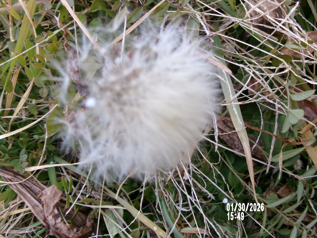 01/30日（金）。15時45分過ぎ、朝に凍りついていた花たちもすっかり