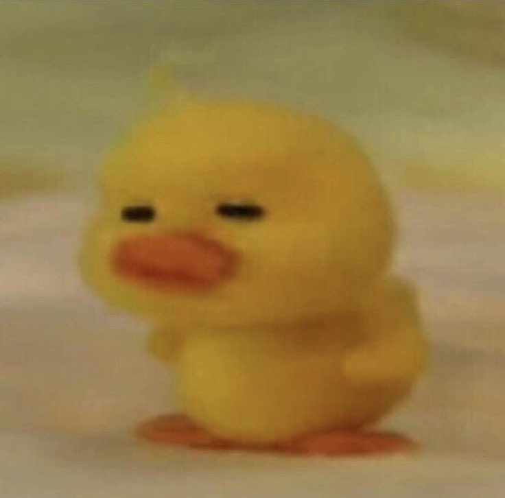 성인여자 모에력수준   띠발