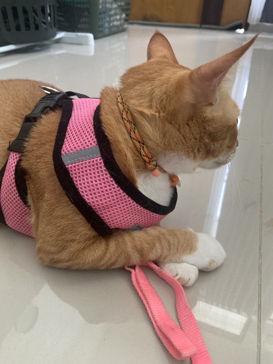 Aku sudah siap sekali