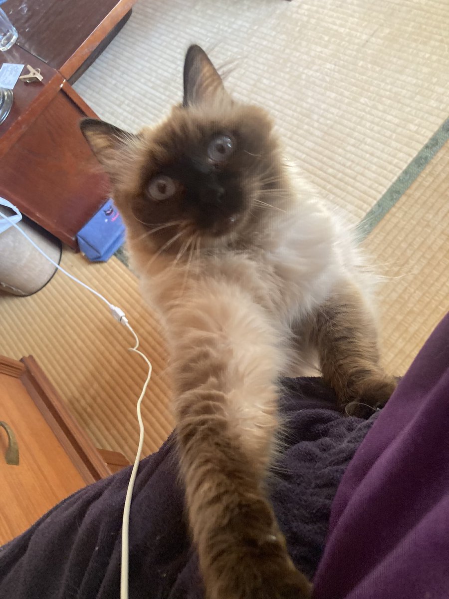 やーこ (@yalalalalalala) / Posts / X