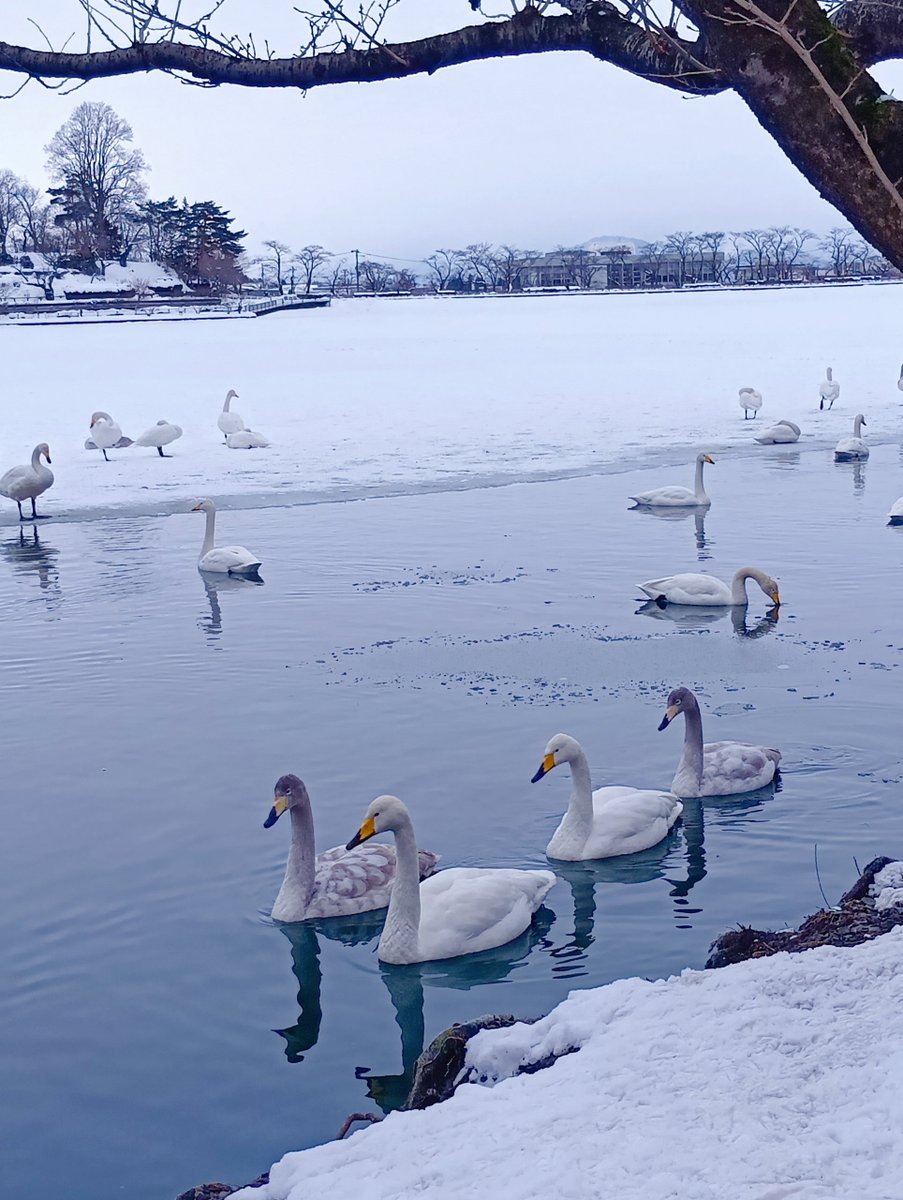お疲れさまでした🦢🦢