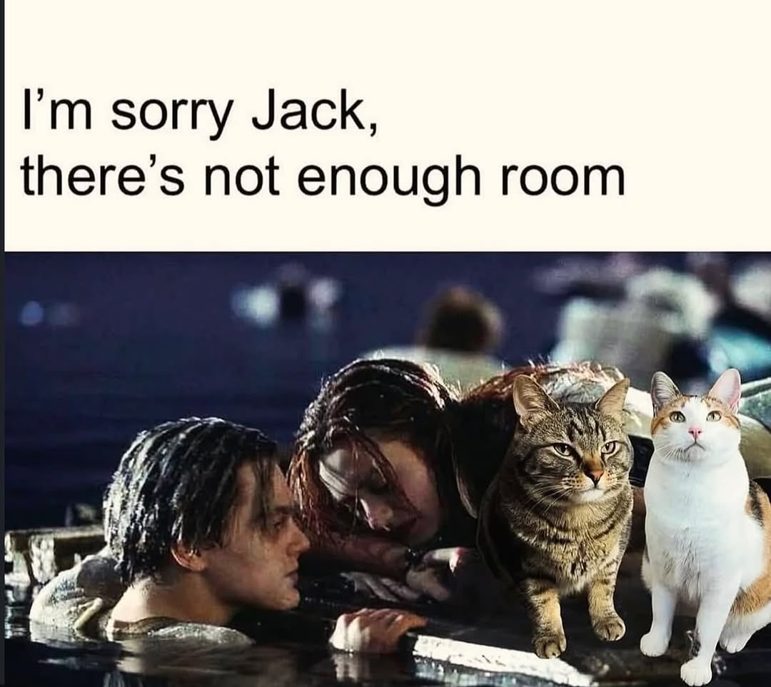 No Cats No Life (@nocatsnolife_m) on Twitter photo 