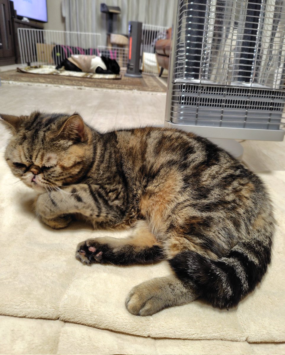 どっちのストーブも使いたいマグたん🐶定期的に移動するのでアンコも引っ越しに忙しいです😽💨
#エキゾチックショートヘア
#パグ　#猫と犬のいる暮らし