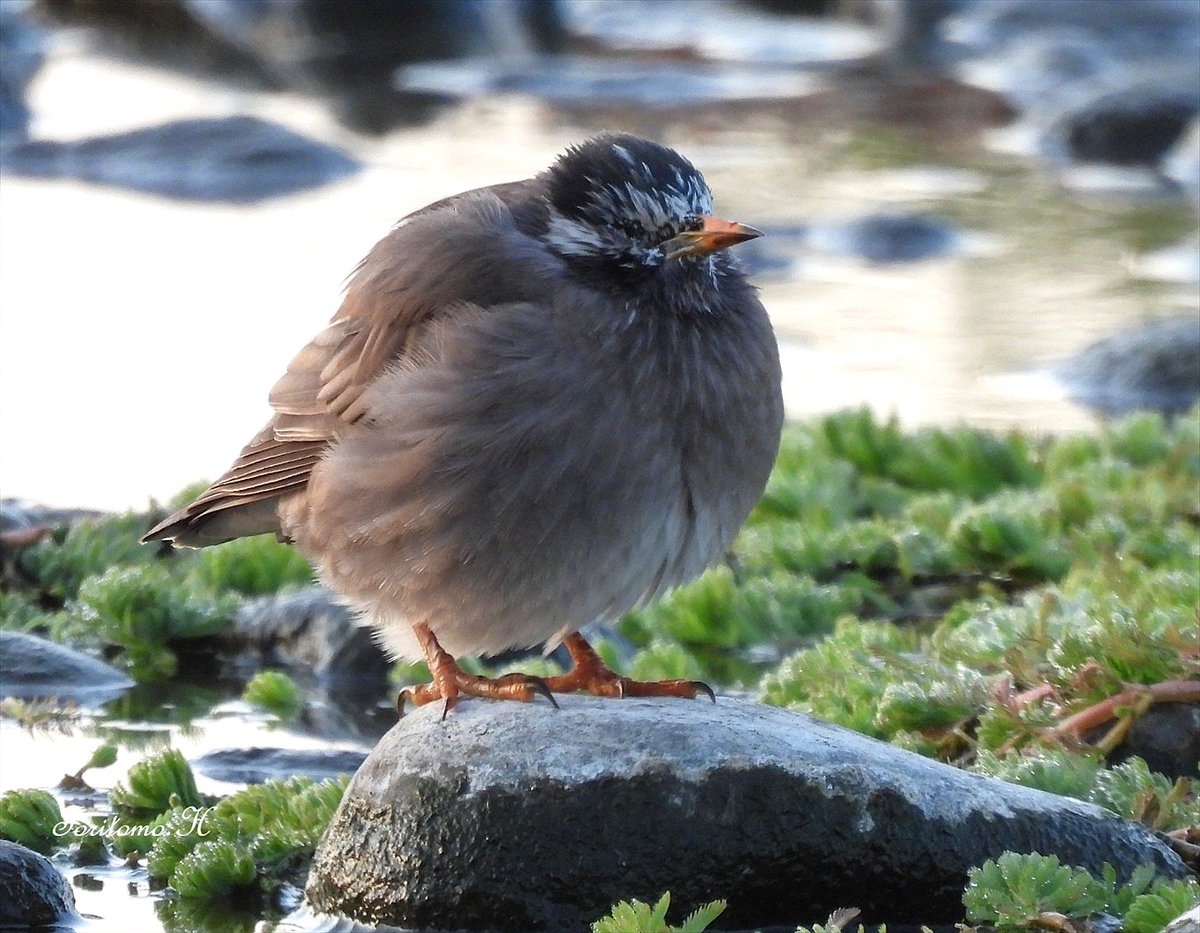 冬の早朝はみんな丸くなる。ムクドリ、鳥友さん撮影。