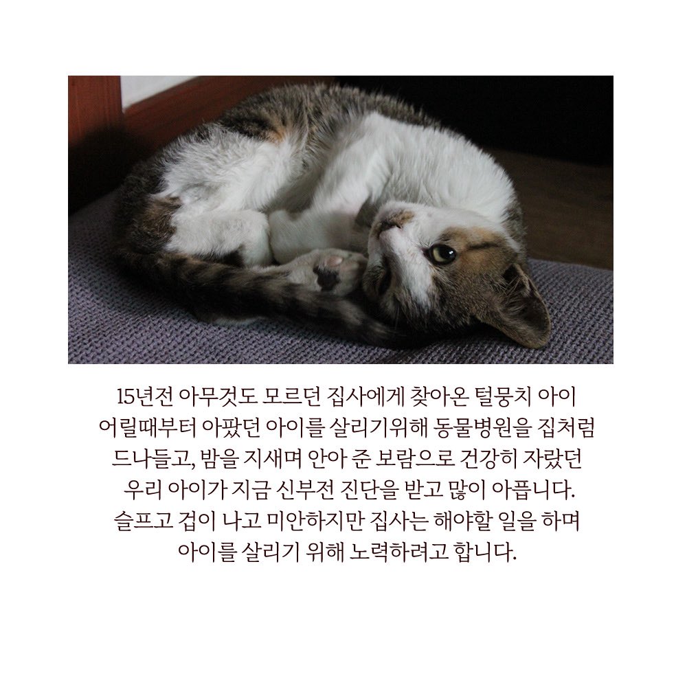 CallitunaNrutas's tweet photo. 아이가 버텨주고 있으니
집사는 당장 할 수 있는 일을 하겠습니다.

살리고 싶어요.

한번만 도와주세요.

https://t.co/kEv06QPq7H https://t.co/PF3LX0AdaI