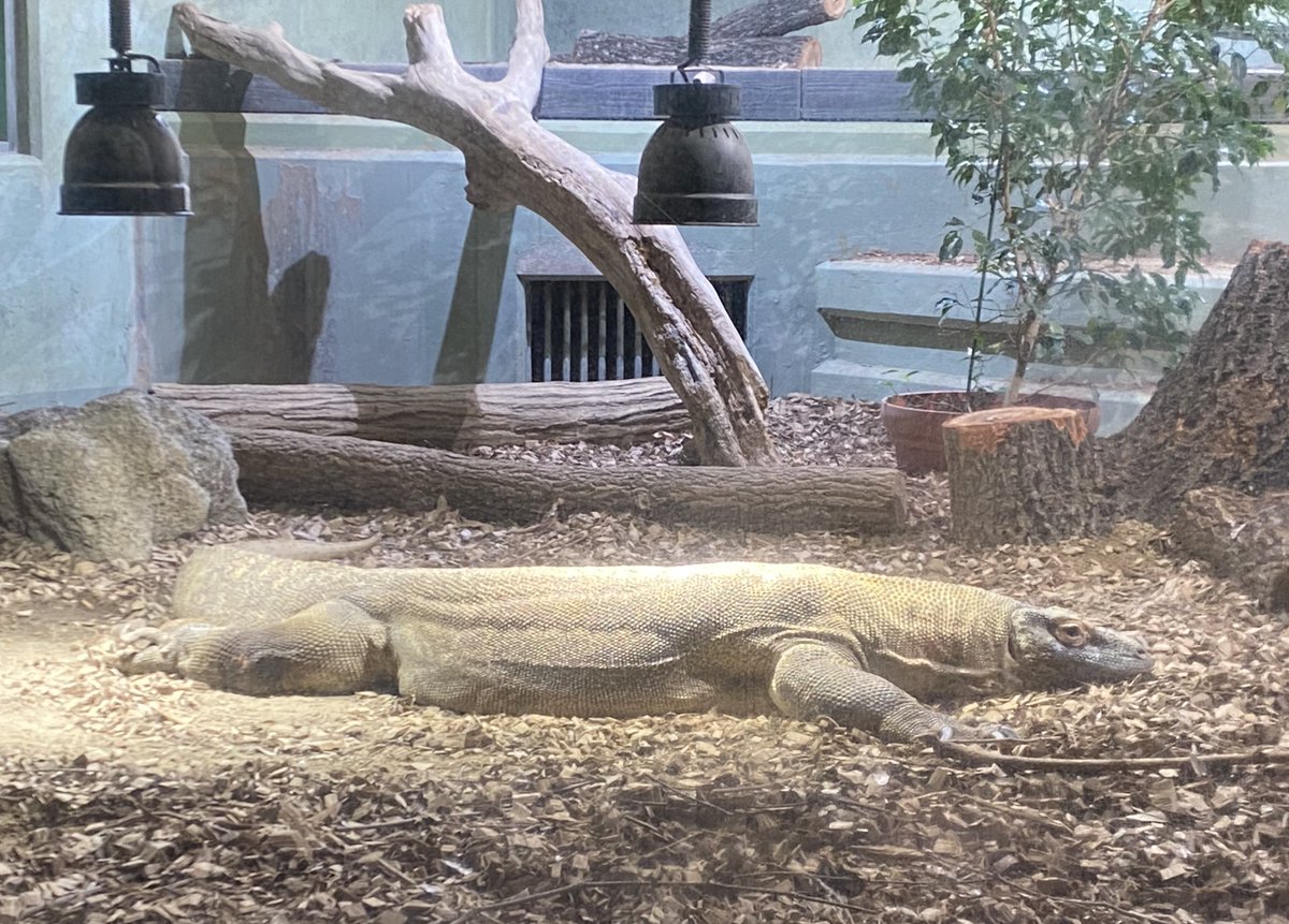 トカゲ狩りだぜ🦎

念願のコモドオオトカゲ！！！！
雪の降るクソ寒い日、ヒーターの真下でめっちゃ伸びてたwww

#フォゼ尾といっしょ