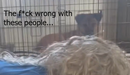 SamwiseGeegee's tweet image. 