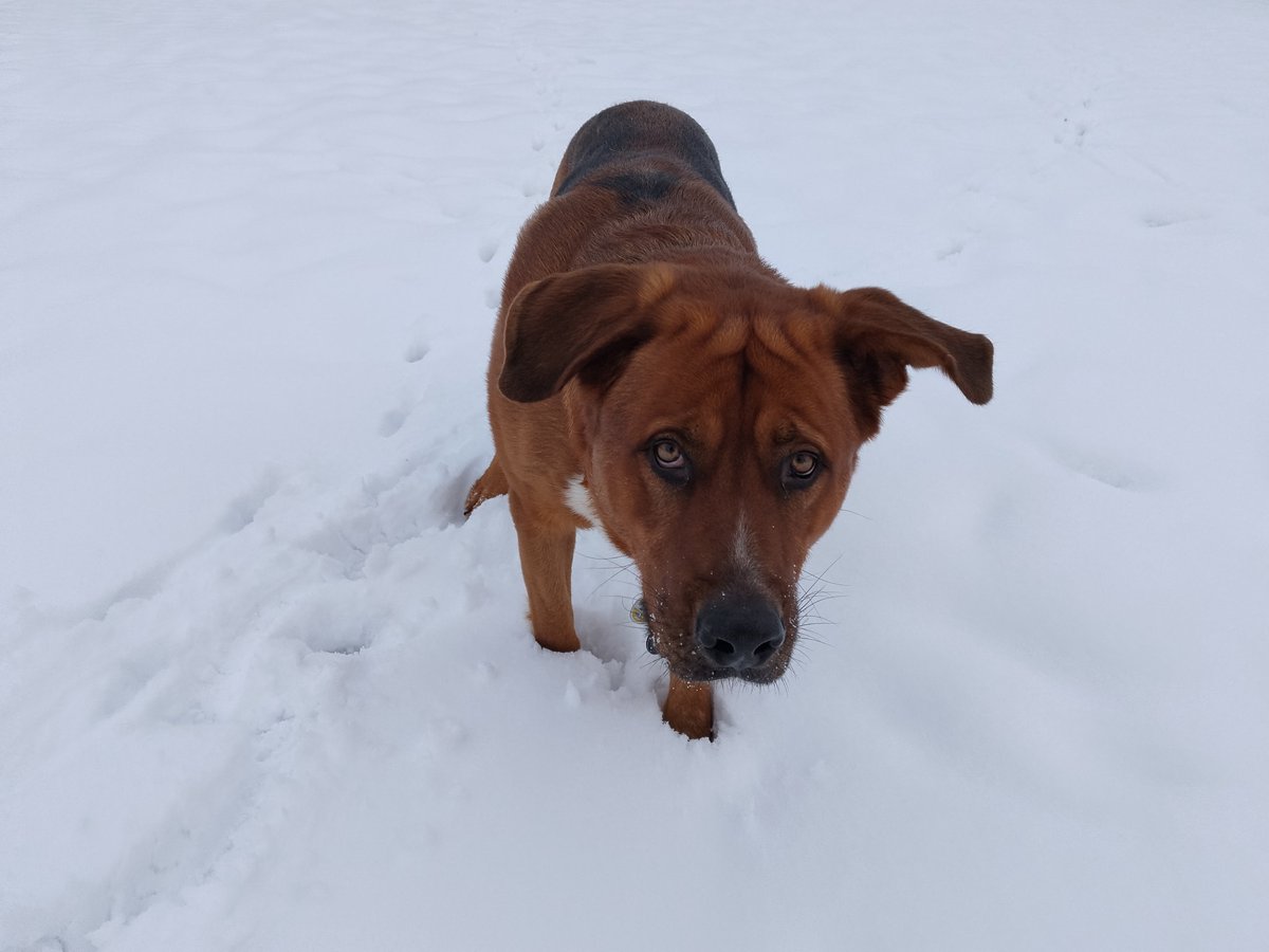 Fluffchan tweet media