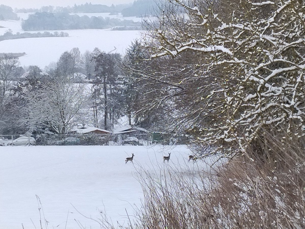 Fluffchan tweet media