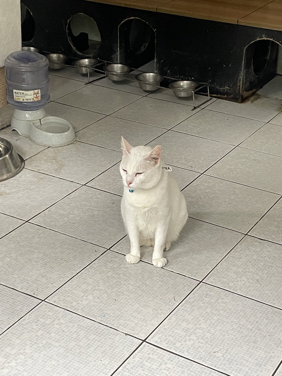 cheoliecherrie's tweet image. thank you to those who supported the recent collection! ❤️🍓 we were able to donate both through monetary and in-kind to paws🐱🐾  

for our dear friends that make life a lot softer :)) 🐾❤️🐶🐱