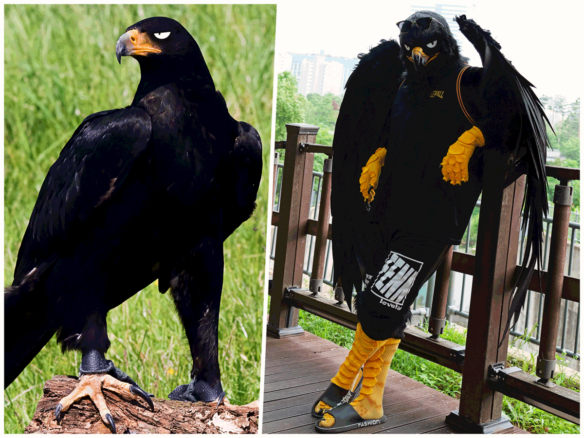 Animal vs Fursuit
#FursuitFriday 🦅