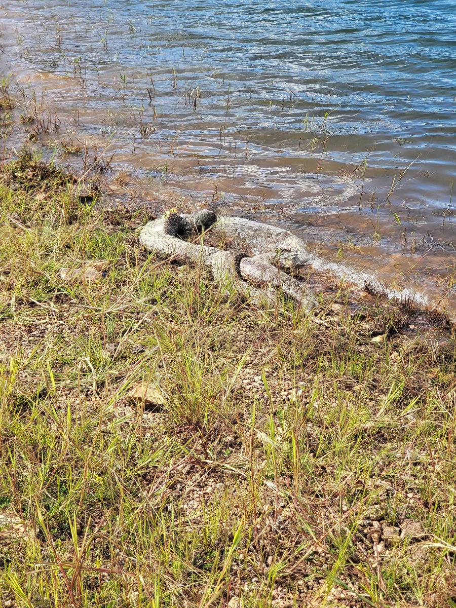 NNyashaYessur's tweet image. Effects of mercury and cyanide are now visible in Mazowe Dam.....residents of Mazowe must stop drinking water from this dam. Soon people will have unexplained cancers. 
The Chinese have destroyed our country 
In the pic is a dead python....coz of contamination