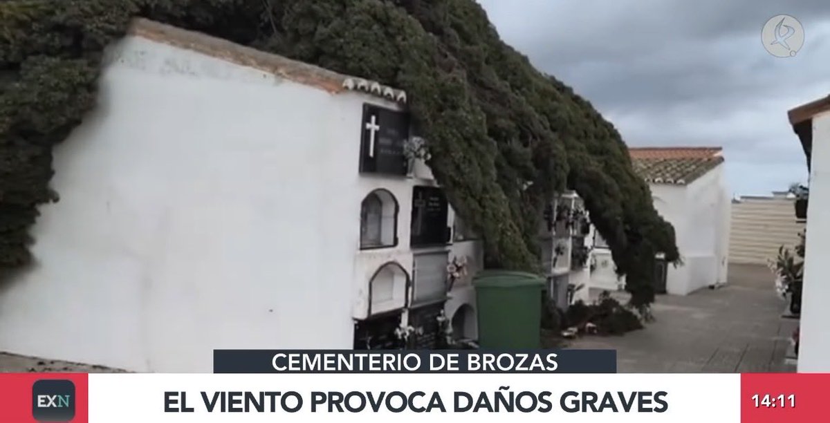 El cementerio de Brozas afectado por las fuertes rachas de viento. Varios árboles de gran tamaño fueron arrancados de raíz, levantando aceras y cayendo sobre los nichos. facebook.com/share/v/1ZXSgC…