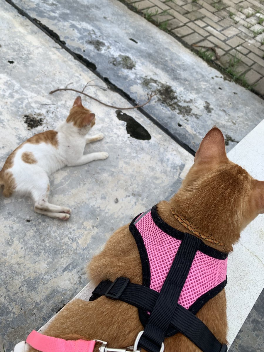 Satusatunya akamsi yg kimy gak sinisin